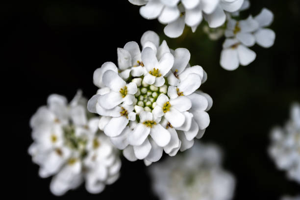 Close up of white milkweed in bloom with a black background