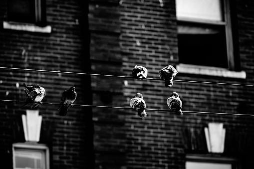 Dramatic image of pigeons on a wire in front of an old brick building