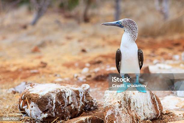 Blue Footed Booby Stock Photo - Download Image Now - Animal, Animal Wildlife, Beak