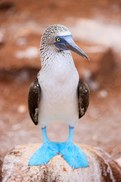 Blue footed booby Close up of blue footed booby at Galapagos island of  North Seymour sula nebouxii stock pictures, royalty-free photos & images