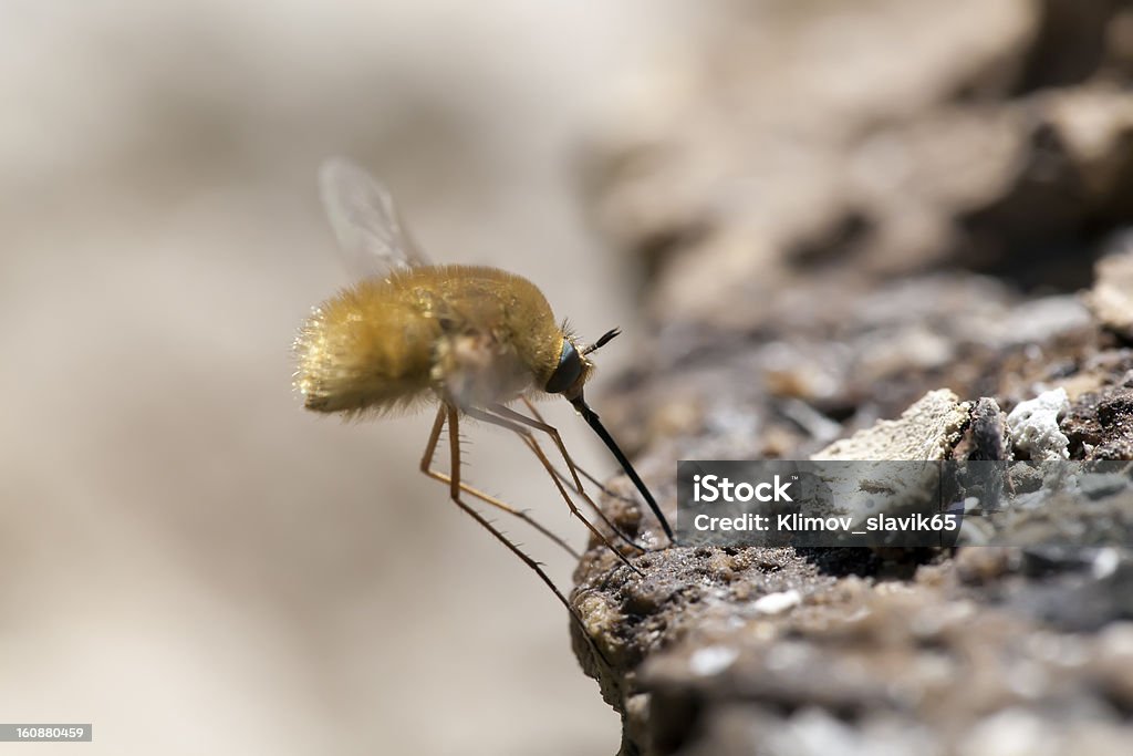 fly espera para alimentos. Macroshooting - Foto de stock de Alimento libre de derechos