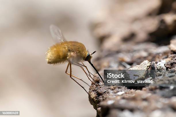 Fly Espera Para Alimentos Macroshooting Foto de stock y más banco de imágenes de Alimento - Alimento, Cuerpo de animal, Detalle de primer plano