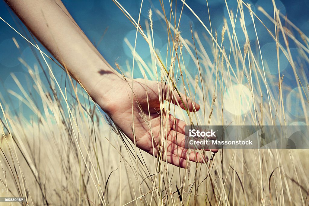 Hand in autumn grass. Above Stock Photo