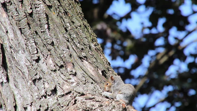 Baby squirrel cleans its face while sitting on a tree limb.
