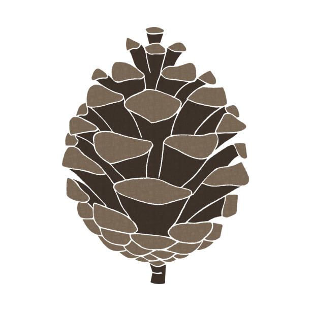 szyszka, jesienny materiał dekoracyjny, wektor - pine nut stock illustrations