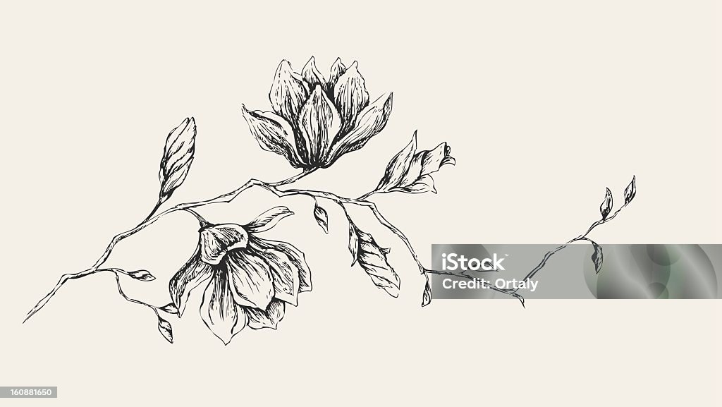 Dessin au Magnolia - clipart vectoriel de Fleur - Flore libre de droits