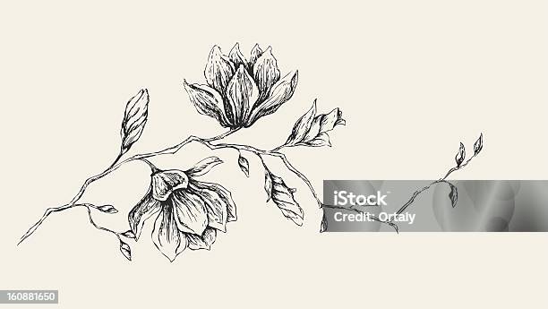 Dessin Au Magnolia Vecteurs libres de droits et plus d'images vectorielles de Fleur - Flore - Fleur - Flore, Croquis, Magnolia