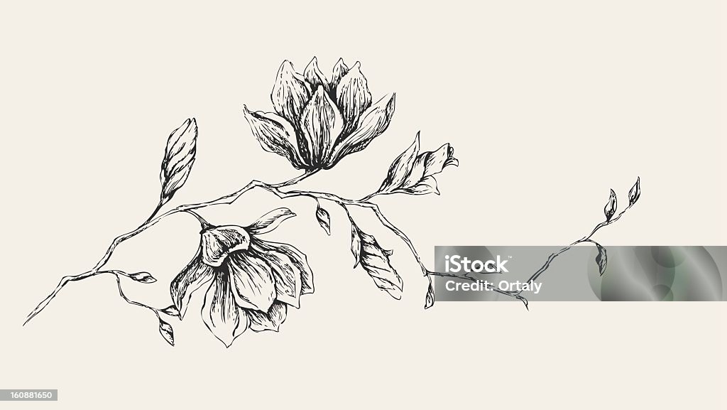 Magnolia desenho - Vetor de Flor royalty-free