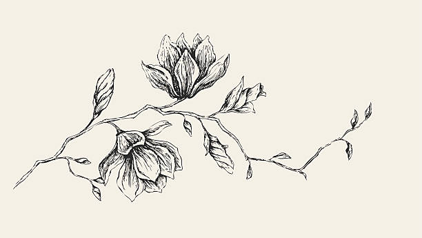 ilustrações, clipart, desenhos animados e ícones de magnolia desenho - magnolia blossom flower head single flower