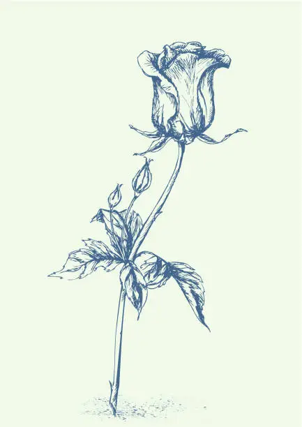 Vector illustration of Rose