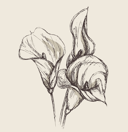 Calla lily. Hand-drawn vector illustration.