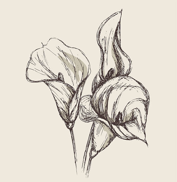 Calla Lily Calla lily. Hand-drawn vector illustration. calla lily stock illustrations