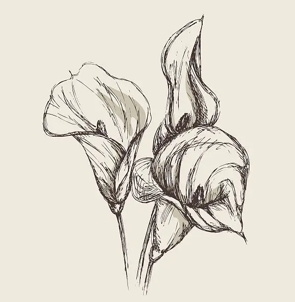 Vector illustration of Calla Lily