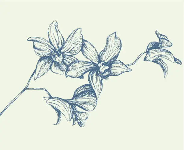 Vector illustration of Branch of Orchids