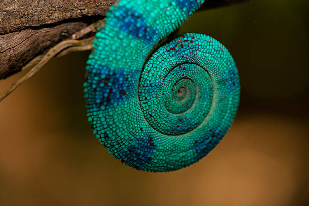 코일 카멜레온 테일 - chameleon reptile madagascar animal 뉴스 사진 이미지