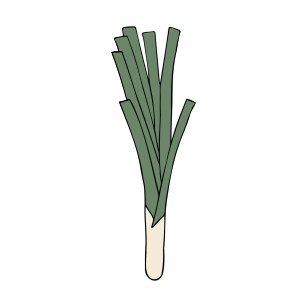 Leek Vector 520+ Clip Art Of A Leeks Stock Illustrations, Royalty-Free Vector ...