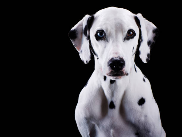 Dalmatian dog stock photo