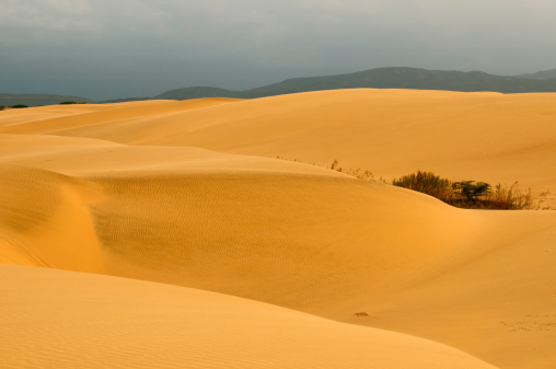 Enormous golden sand dunes before sunrise
