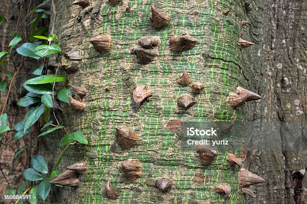 Afiado Thorns - Fotografias de stock e mais imagens de Afiado - Afiado, Botânica - Ciência de plantas, Casca de árvore