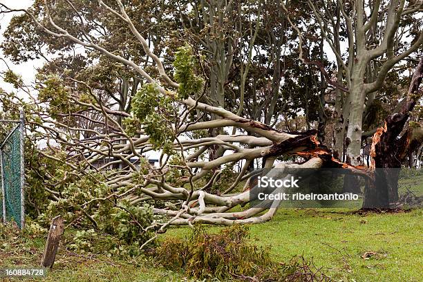 Photo libre de droit de Arbre Couché Des Dommages De La Tempête banque d'images et plus d'images libres de droit de Arbre couché - Arbre couché, Eucalyptus, Arbre