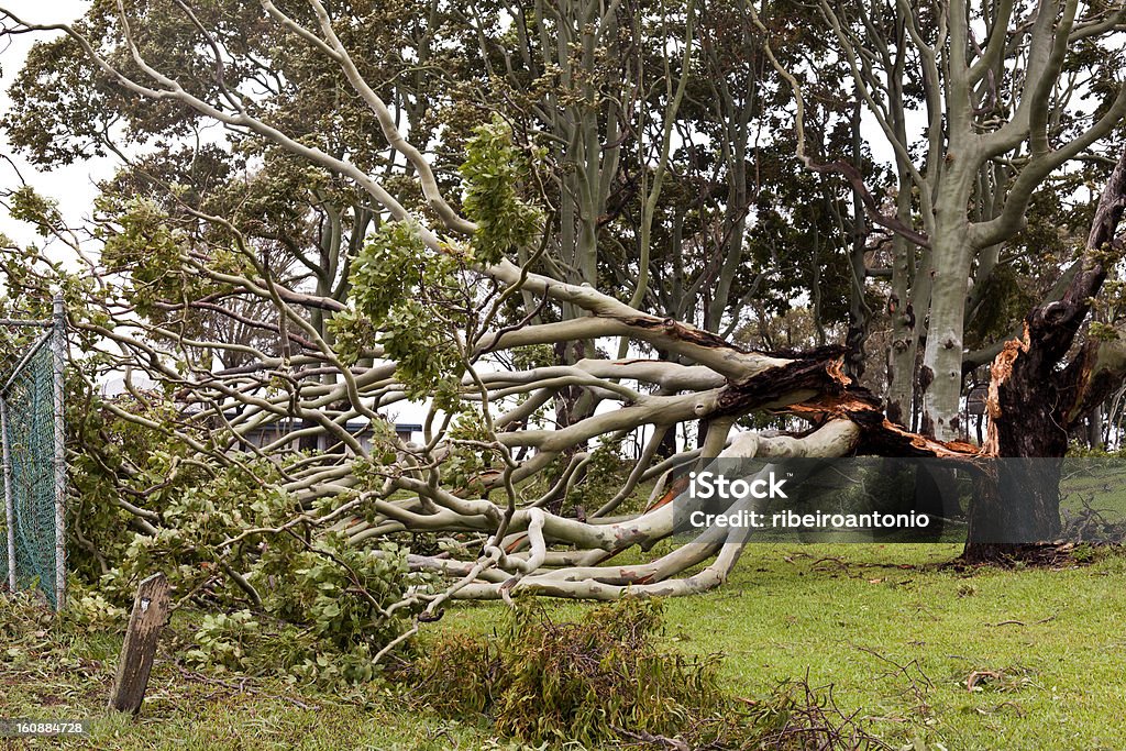 倒れた木は、嵐による損傷 - ユーカリの木のロイヤリティフリーストックフォト