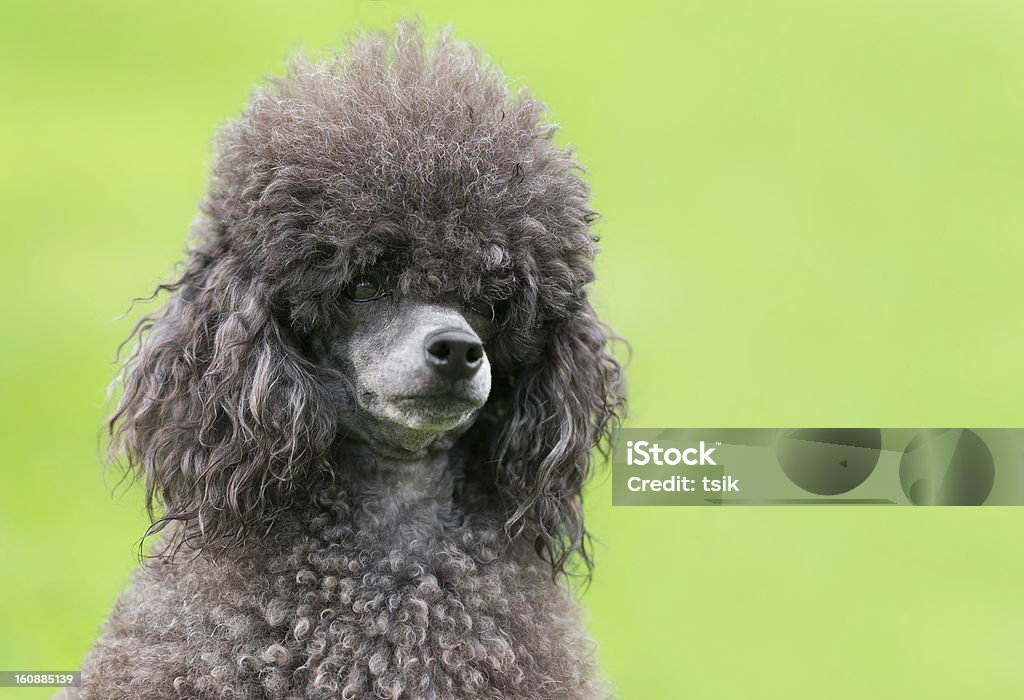 Portrait d'une femme noir Caniche chien - Photo de Animal femelle libre de droits