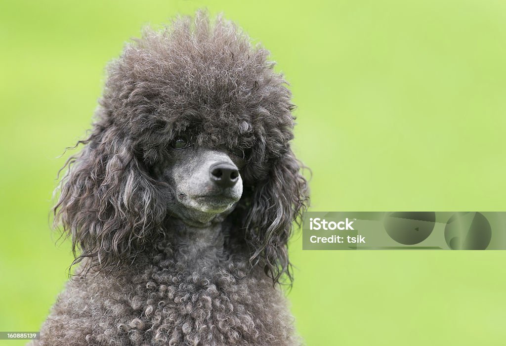 Портрет женщины черный пудель собака - Стоковые фото Вид спереди роялти-фри