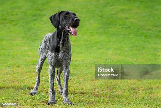 Wirehaired Указатель Немецкий Представляет — стоковые фотографии и другие картинки German Wirehaired Pointer