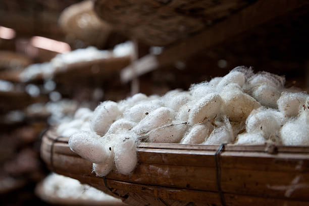 ver à soie soie emmitoufle dans la fabrique de dalat, vietnam - tisserin photos et images de collection