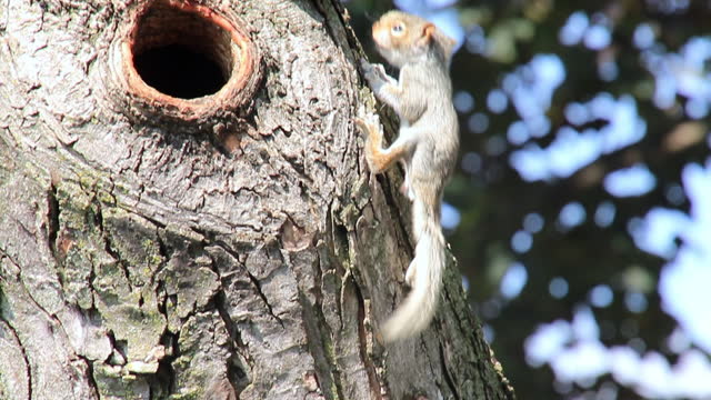 Baby squirrel pops in and out of hole in tree and then crawls along tree limb