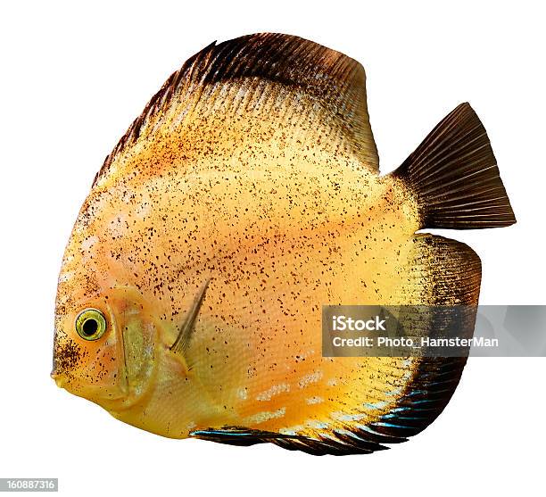 Diskuswurf Fish Isoliert Auf Weiss Stockfoto und mehr Bilder von Aquatisches Lebewesen - Aquatisches Lebewesen, Bunt - Farbton, Einzelnes Tier