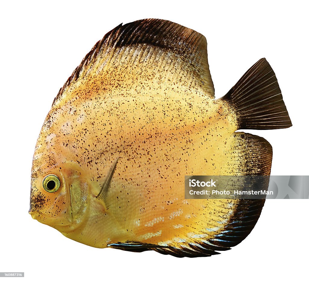 Disco de peixe (Symphysodon) isolada no branco " - Foto de stock de Animal royalty-free