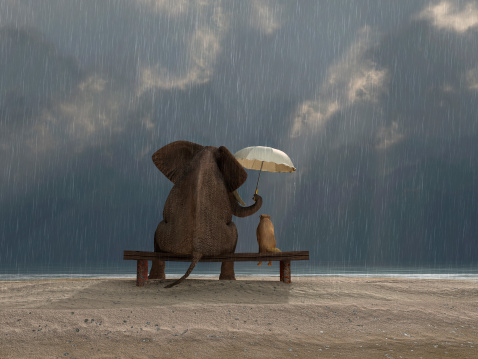 Elefante y perros Siéntese bajo la lluvia photo
