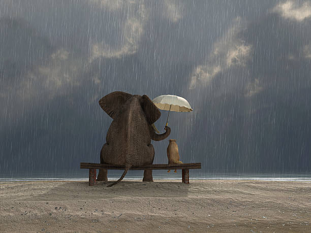 elefante y perros siéntese bajo la lluvia - banco asiento fotografías e imágenes de stock