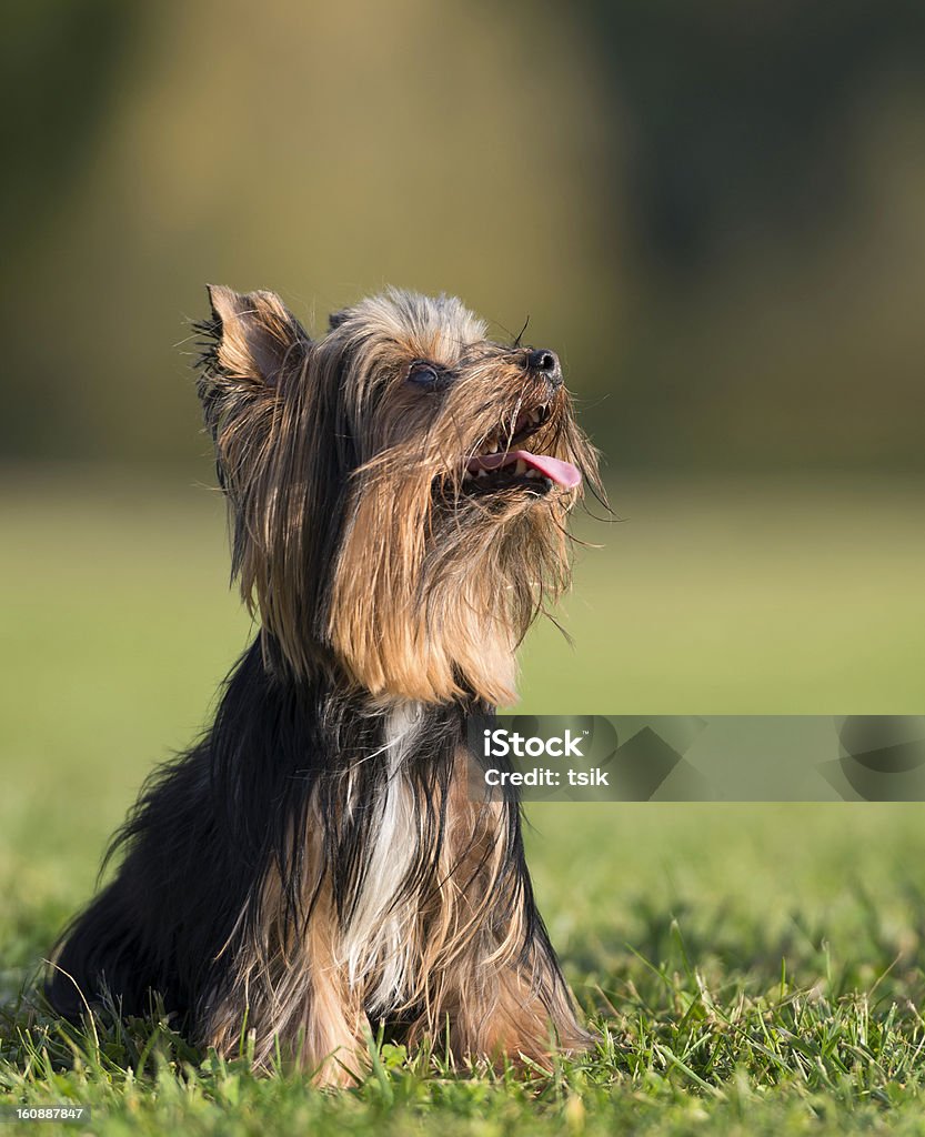 Magnifique Yorkshire Terrier pose - Photo de Animal femelle libre de droits