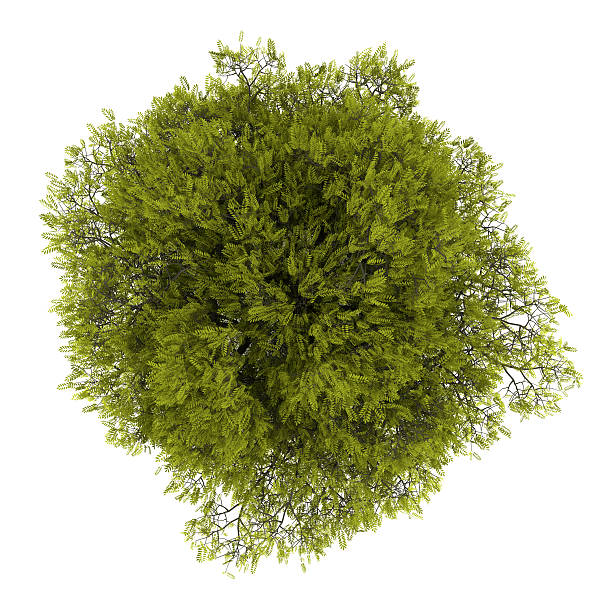 istock top view of honey locust tree isolated on white background 160887978