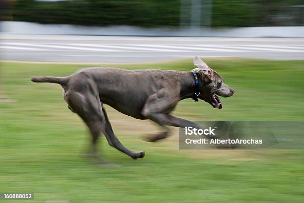 Weimaraner Cane - Fotografie stock e altre immagini di Agilità - Agilità, Ambientazione esterna, Animale