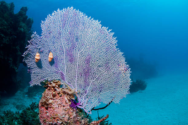 поклонник коралловый с фламинго язык - harbor island стоковые фото и изображения