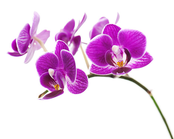 istock violet orchid isolated on white background 160888215