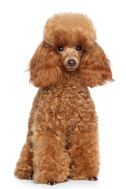 istock Toy Poodle puppy on a white background 160889488
