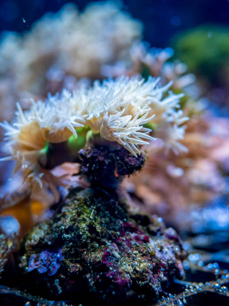 istock Coral with white detailed branch structures (foreground) 1608897196