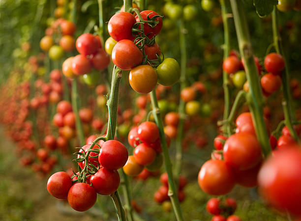 Tomatoes growing in a greenhouse Tomatoes growing in a greenhouses tomato plant stock pictures, royalty-free photos & images