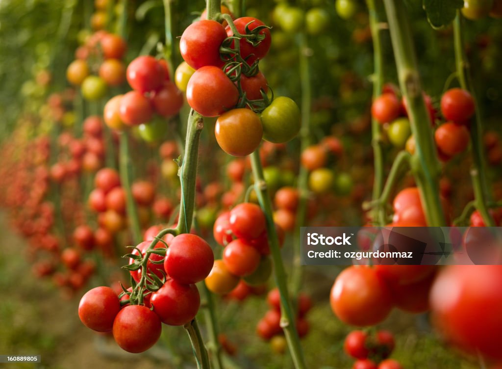 Crescimento de tomate em uma estufa - Royalty-free Tomate Foto de stock