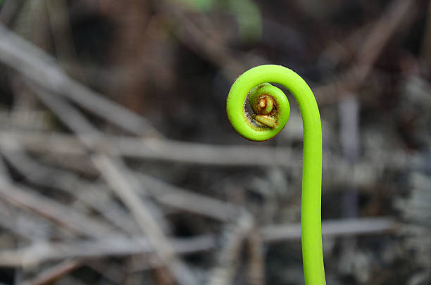 istock Sprout of fern 160890150