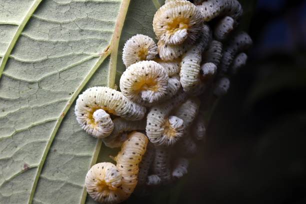 A group of greenish-orange larvae on a Dogwood (Cornus sp.) leaf.