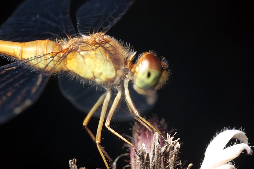 Dragonfly Isolated on White, close up of insect