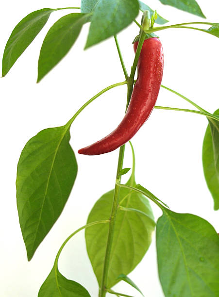 chilli plant stock photo