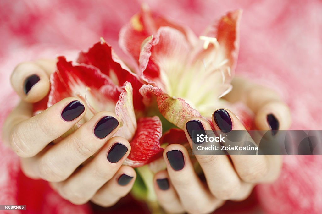 Manos ahuecadas con oscuridad manicura sostiene rojo y flores - Foto de stock de Adulto libre de derechos