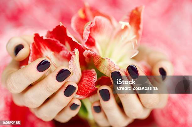 Manos Ahuecadas Con Oscuridad Manicura Sostiene Rojo Y Flores Foto de stock y más banco de imágenes de Adulto