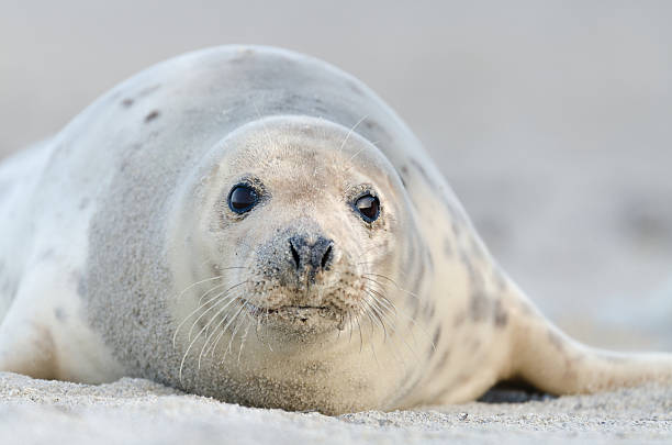istock Portrait of a Young Gray Seal 160892757